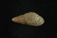 藏品(瘤蜷)的圖片